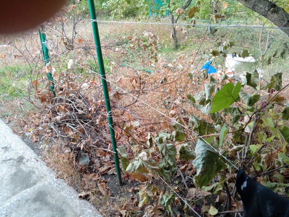 Продам дачный участок