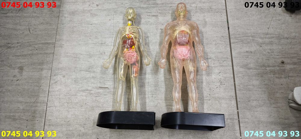 modele din plastic pentru anatomie biologie pereche 44cm inaltime se vind ca in poze