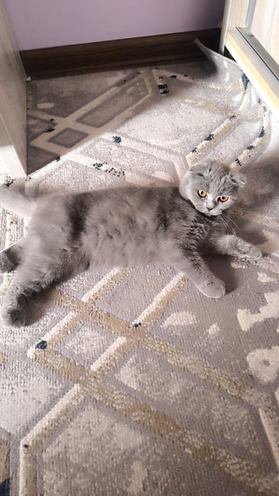 Mushukcha Mimi Scottish fold
