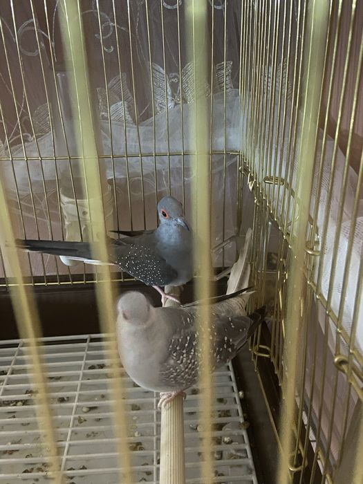 Гарлицы рабочая парочка