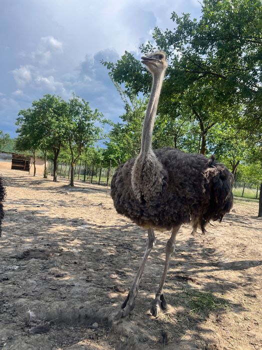 Struti reproducatori