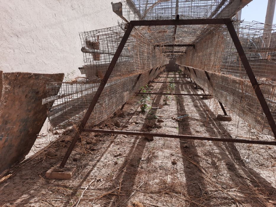 Tovuq katak sotiladi