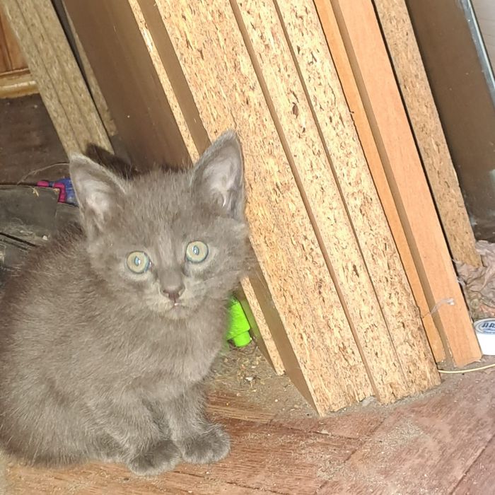 Милые Котята ищут дом