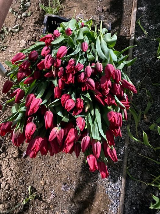 Люксовые Тюльпаны Предзаказ