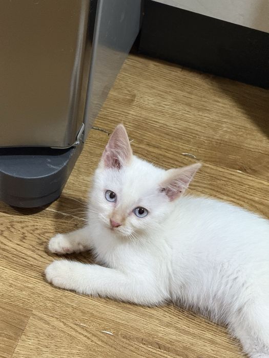 Кошечка 3 месяца