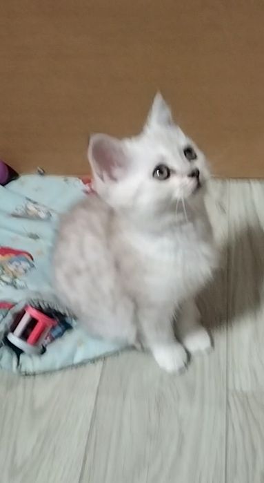 Скоттиш страйт. Мальчик.