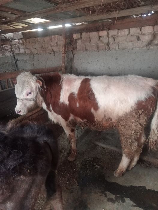 4 бас  бұқа сатылады