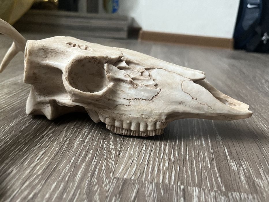 Продам макет головы для декора