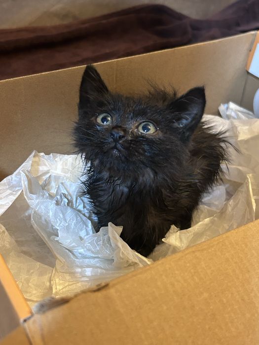 Котенок маленький