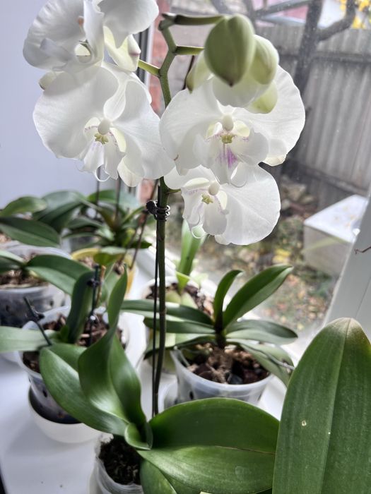 Сортовая орхидея биглип