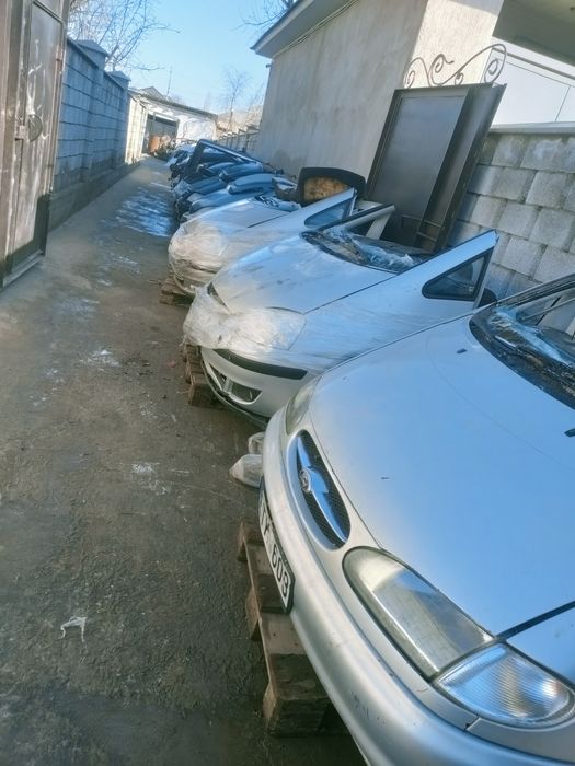 Ноускат Шаран Галакси