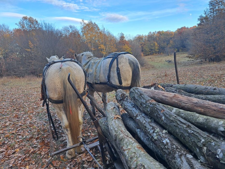 Vând armasar 12 ani