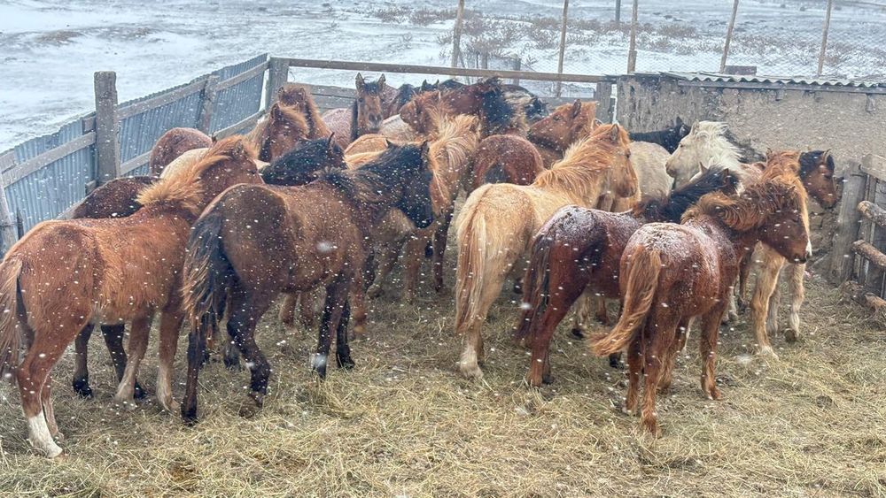 Жабағылар ауыстырылады 20 бас ұрғашы