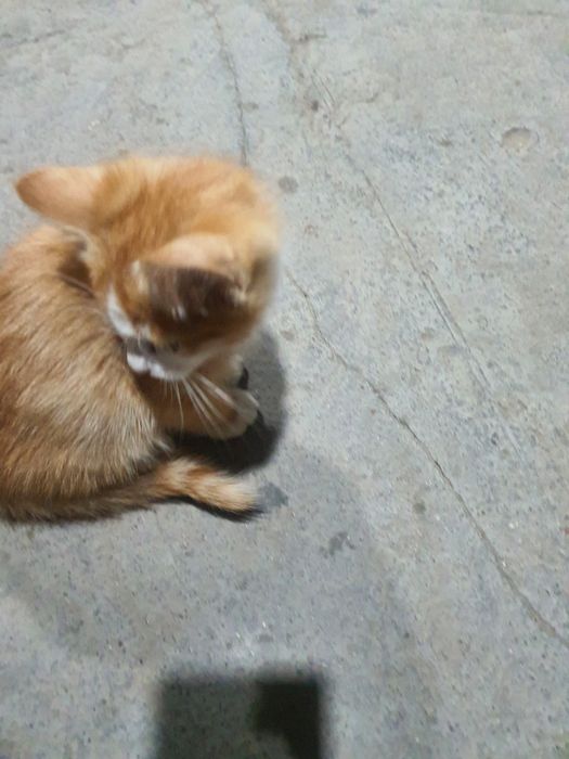 Ищу хорошего хозяина для наших котят
