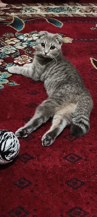 Ищем жениха на вязку