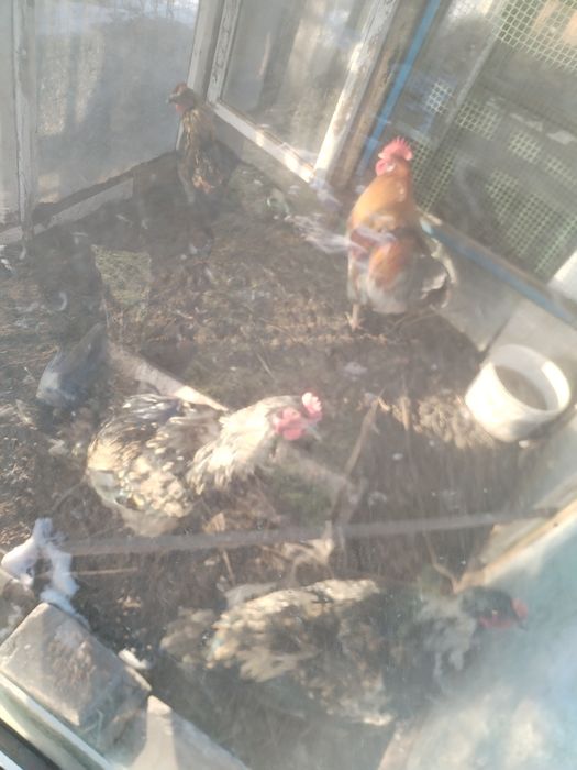 Продам индка, бролеров и питухов