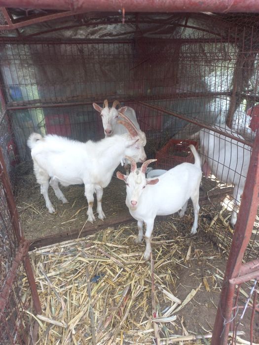 Animale de vânzare