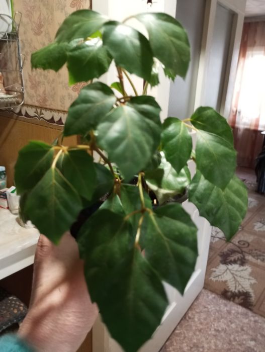 Комнатные цветы продам