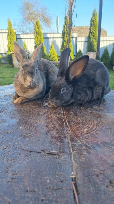 Vând 2 femeluțe rex