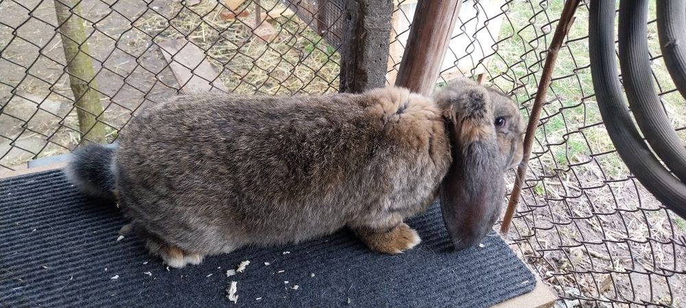 Зайци за разплод френски кочоват