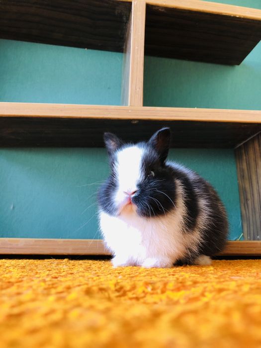 Karlik quyonchalar sotiladi