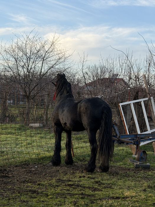 Vand / schimb armasar frizian cu acte fara probleme