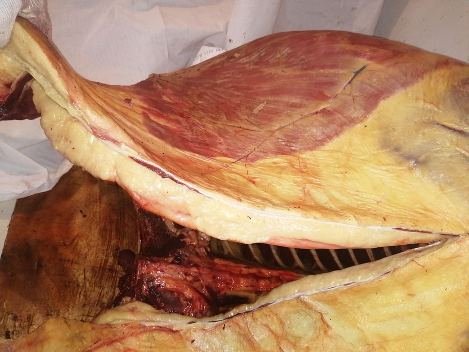 Мясо конина на согым