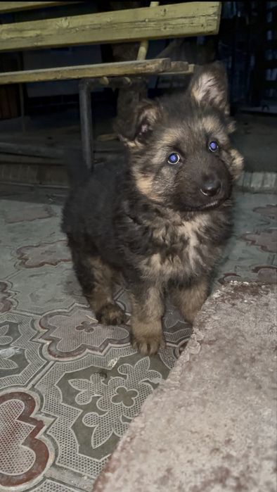 Щенок немецкой овчарки