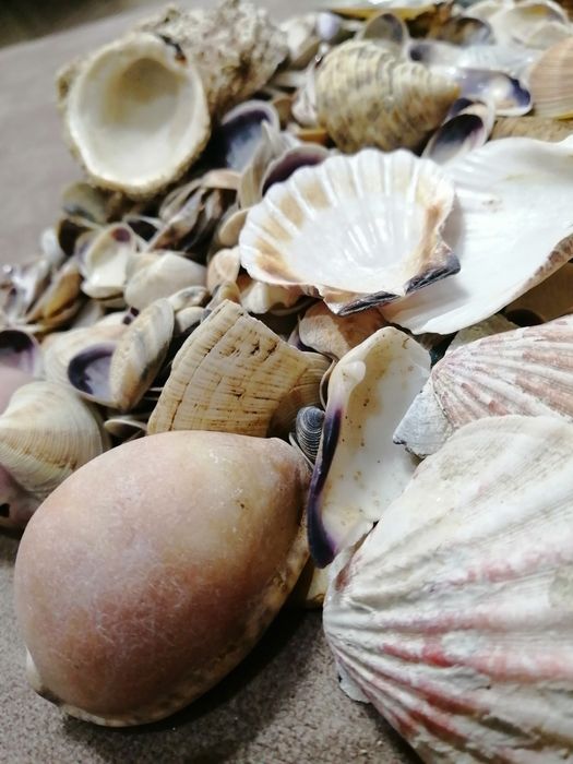 Продам или обменяю ракушки средиземноморья