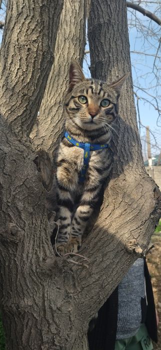 Продаётся Бенгальский котёнок подросток