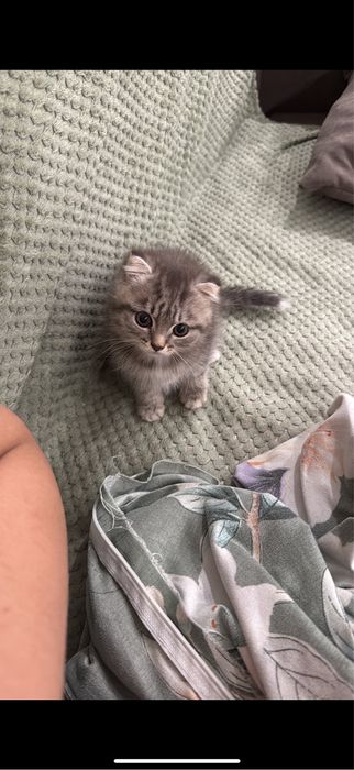 Вислоухий котёнок, мальчик 3 месяц