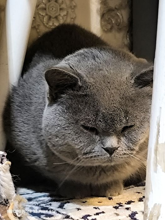 Зотлий Мушук! эрка ва аёл 2 таси 140$