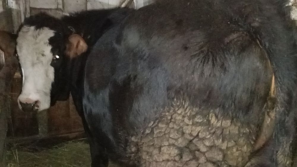 Vând juncă Angus de 2 ani