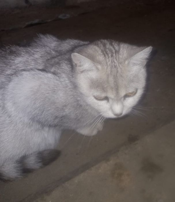Отдам кошку и котят