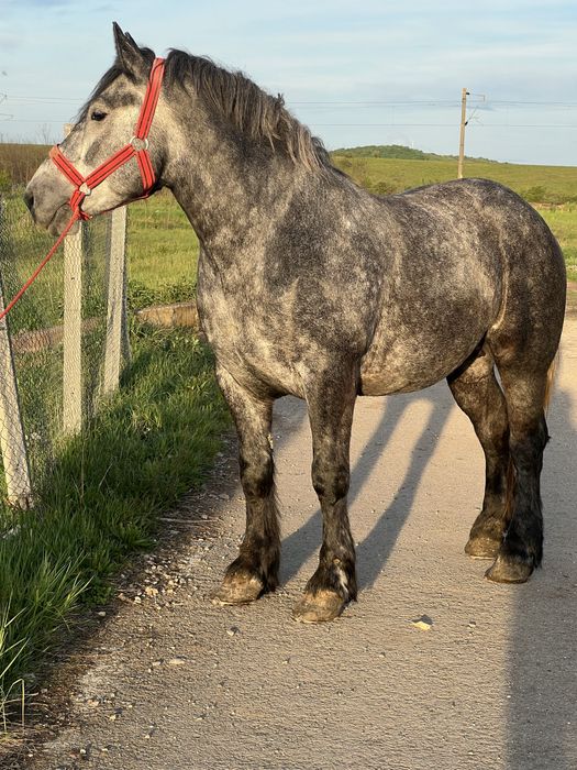Vand manz de 3 ani castrat
