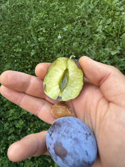 Prune Centenar Mari