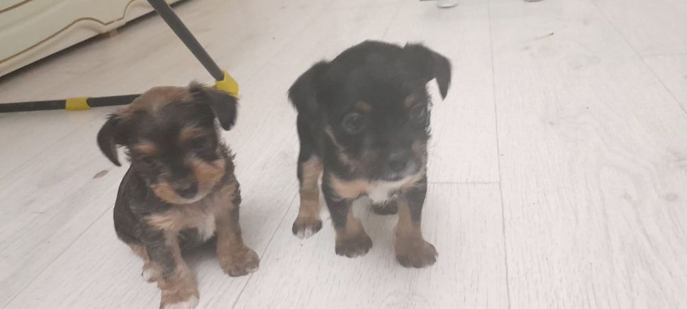 Отдам щенят бесплатно