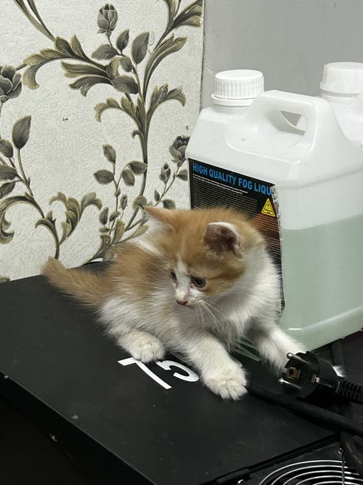 Котята марғау даром