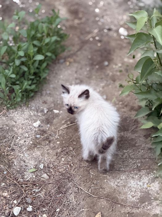 Отдам котят в добрые руки