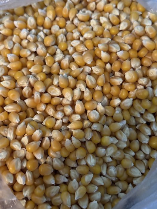 Зёрна для попкорна