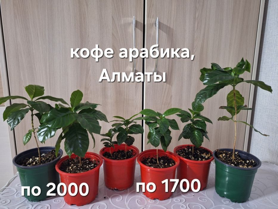 Комнатные растения