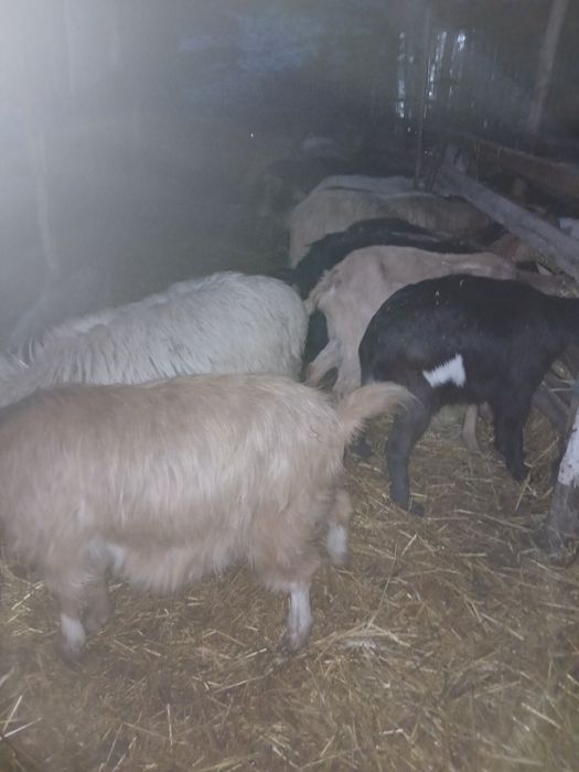 De vanzare 50 capre 25 de iede si 2 tapi