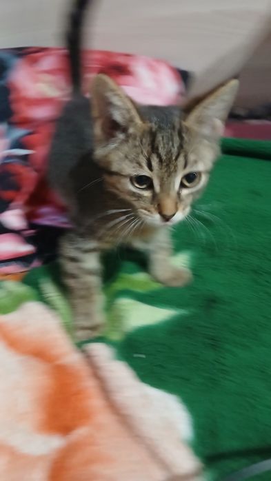 котенок маленький