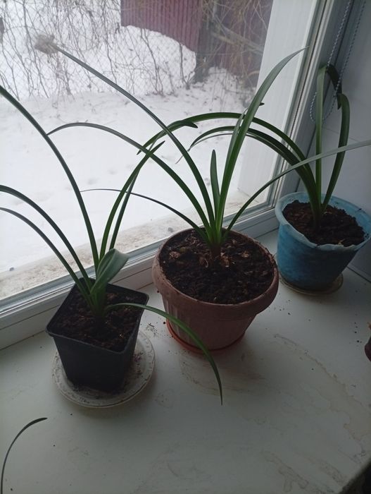 Продам цветы, тюльпаны,красные