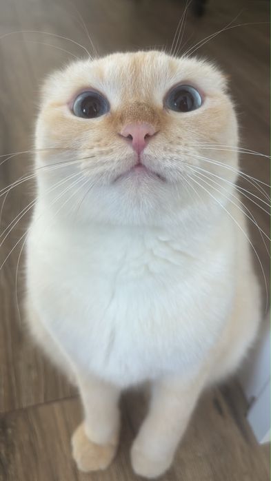 Вислоухая шотландская кошка