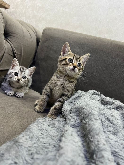 Британские котята