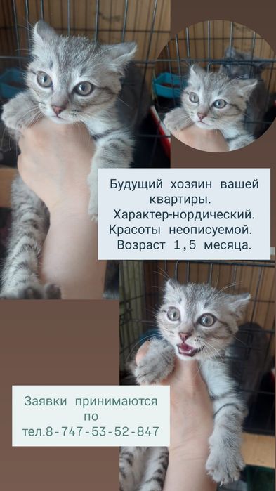 Котенок в добрые руки