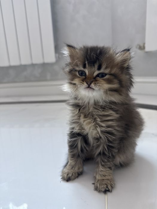 Шотландский скотиш страйт