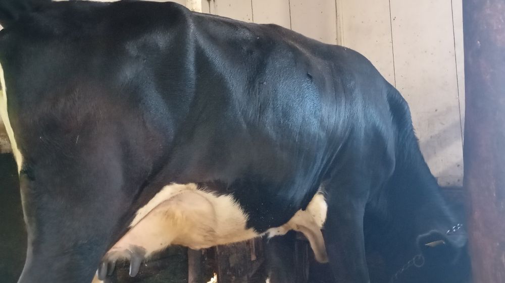 Vând vacă de tăiat bună și de ținut