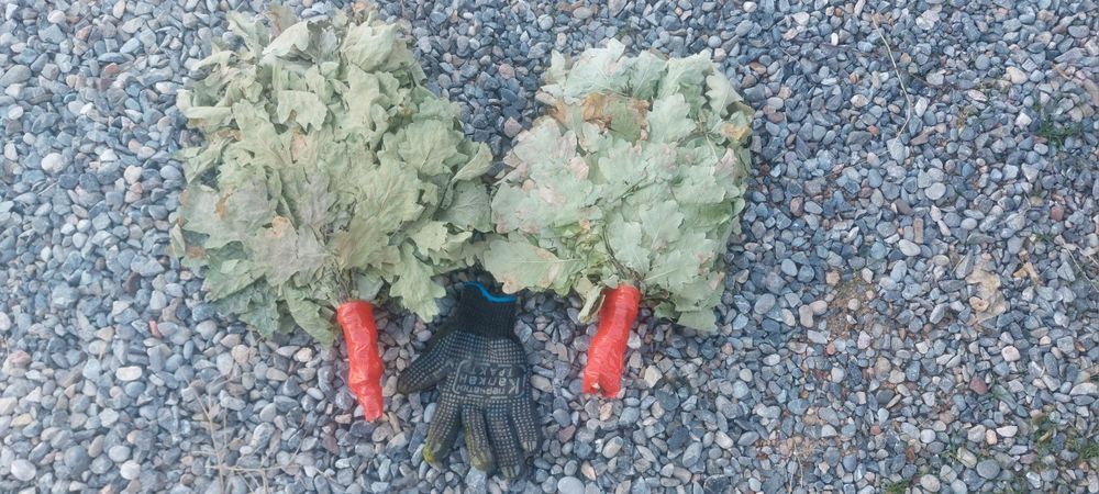 Веник    дубовый